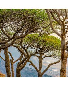 47 sub scaleable sd branches and trees copyright ©…